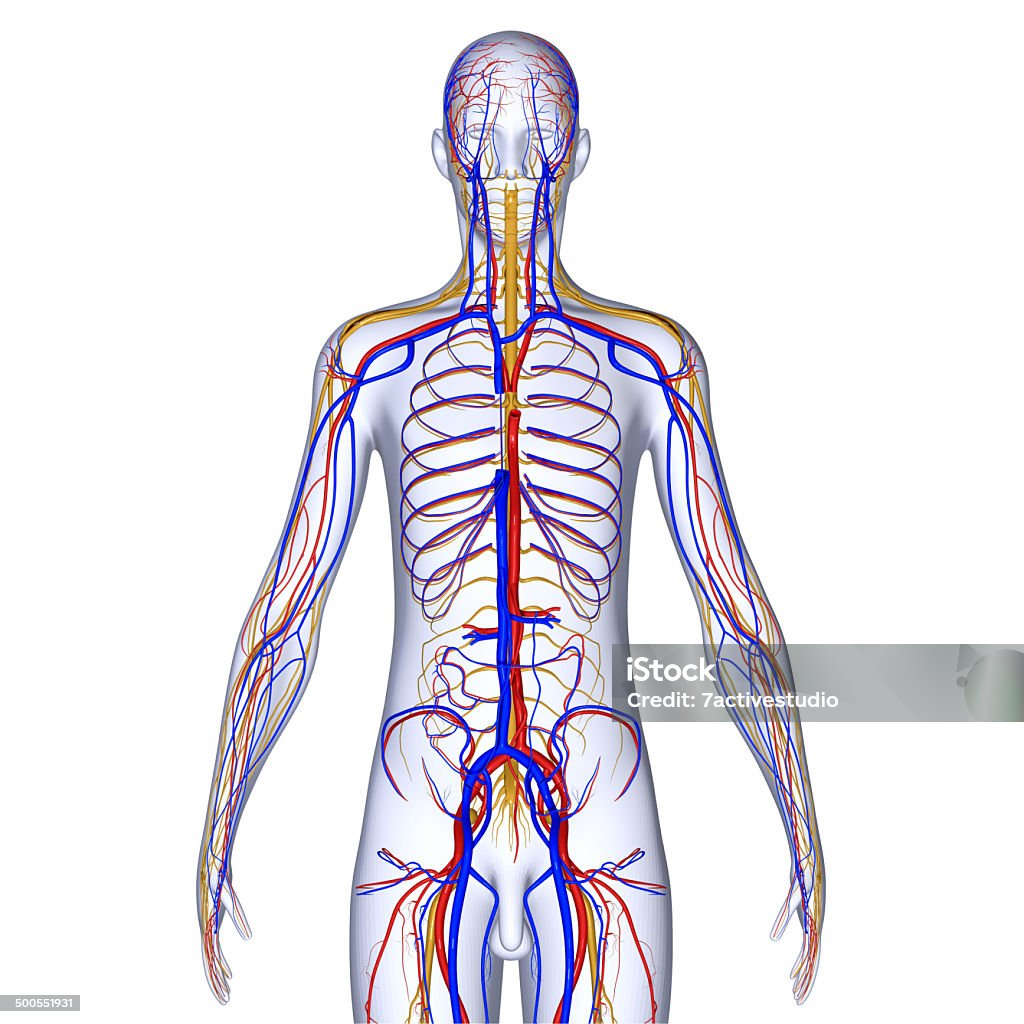 Circulatory system The circulatory system also called the cardiovascular system, is an organ system that permits blood to circulate and transport nutrients (such as amino acids and electrolytes), oxygen, carbon dioxide, hormones, and blood cells to and from cells in the body to nourish it and help to fight diseases, stabilize body temperature and pH, and to maintain homeostasis. Anatomy Stock Photo