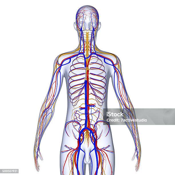 Circulatory System Stock Photo - Download Image Now - Anatomy, Aorta, Biological Cell