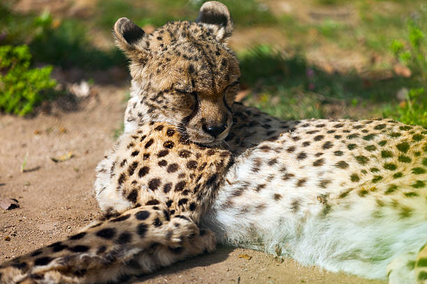 istock adult cheetah 500552861