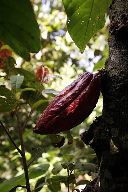 istock VENEZUELA CHUAO CACAO PLANTATION 500553047