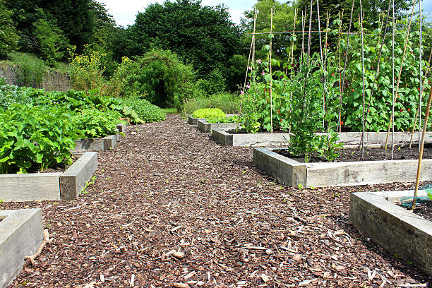 istock Vegetable garden allotment image with raised beds, runner bean flowers 500554275