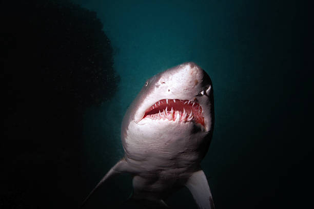 requin tigre des sables de croisière - sand tiger shark photos et images de collection
