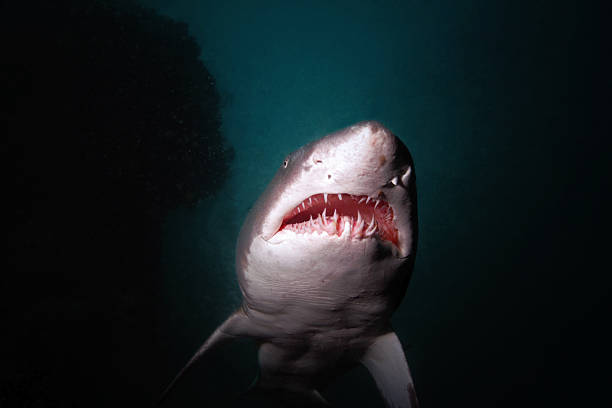 istock Sand Tiger Shark Cruising 500555121