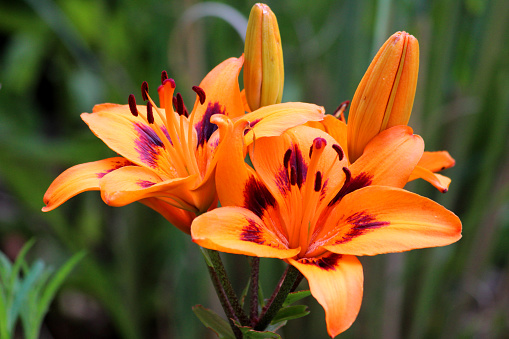 Photo showing a clump of bright orange tiger lily flowers, growing outside in an ornamental flower border, in the summer.  The lilies are pictured in full bloom, in the early summer.  The Latin name for this plant is: Lilium lancifolium.