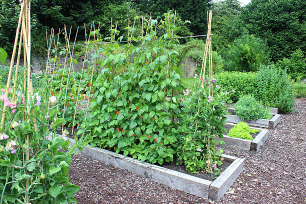 istock Vegetable garden allotment image with raised beds, runner bean flowers 500555759