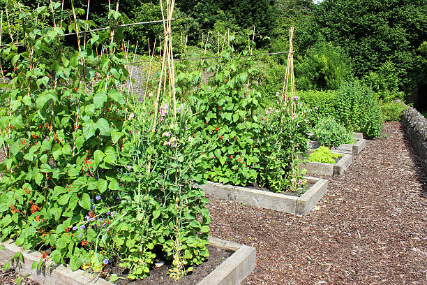 istock Vegetable garden allotment image with raised beds, runner bean flowers 500555761