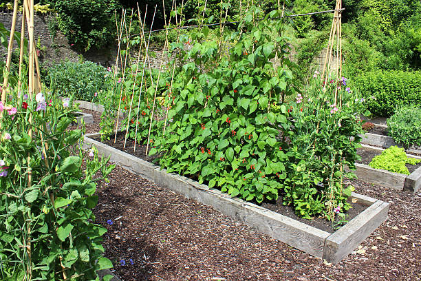 istock Vegetable garden allotment image with raised beds, runner bean flowers 500555763