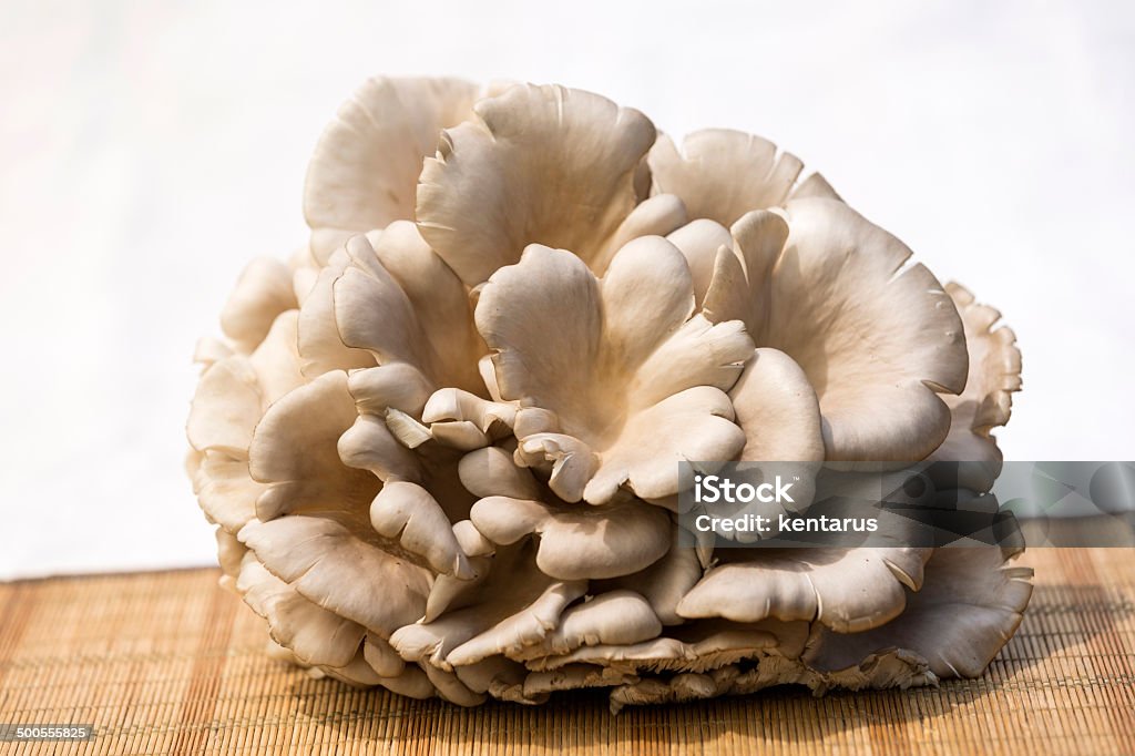 Hongos de ostras - Foto de stock de Agricultura libre de derechos