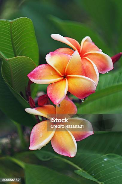 Plumeria With Water Drop Stock Photo - Download Image Now - Botany, Branch - Plant Part, Day