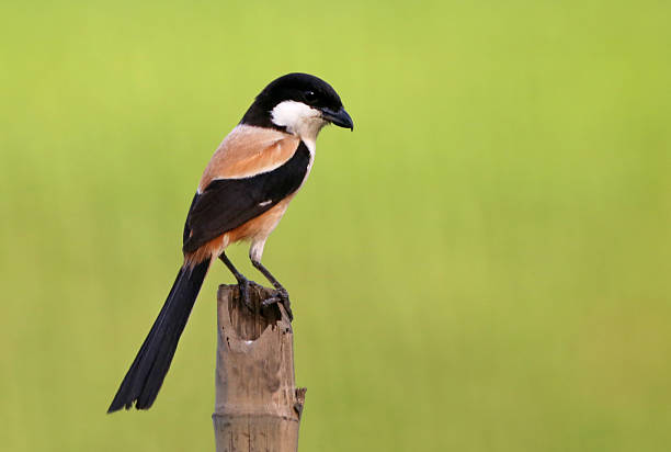 Long tailed shrike Long tailed shrike sitting on a pole lanius schach stock pictures, royalty-free photos & images
