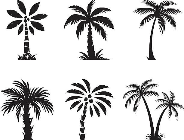 palm tree - grass family grass white background isolated stock-grafiken, -clipart, -cartoons und -symbole