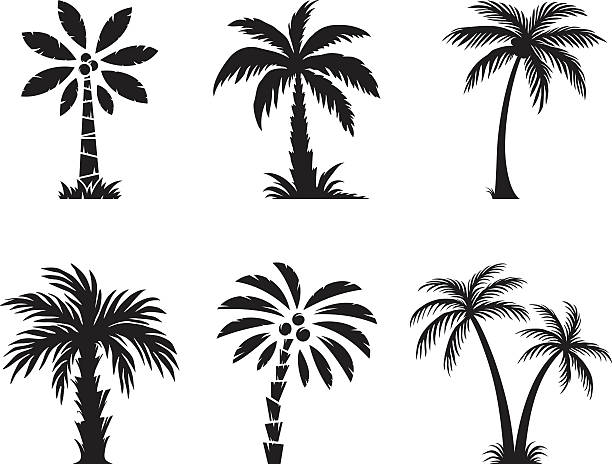 Palm tree Set of palm trees fruit of coconut tree stock illustrations