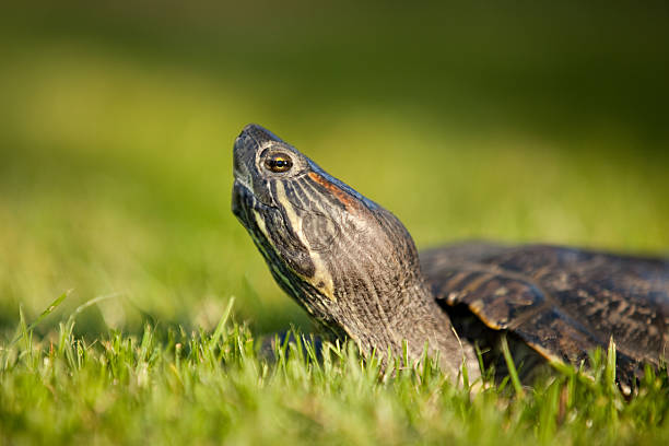 tortuga de orejas rojas de perfil - turtle grass fotografías e imágenes de stock