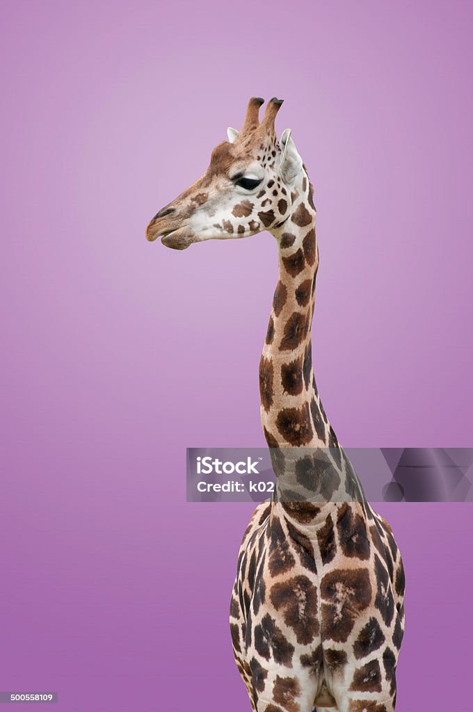 Giraffe Isoliert - Lizenzfrei Afrika Stock-Foto