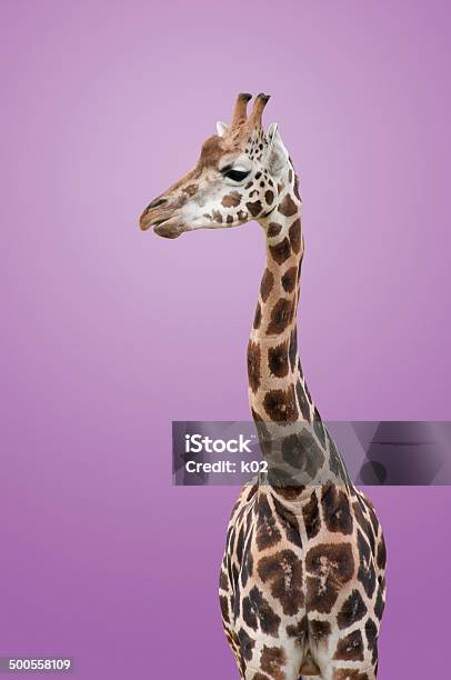 Giraffe Isoliert Stockfoto und mehr Bilder von Afrika - Afrika, Afrikanische Kultur, Deutschland