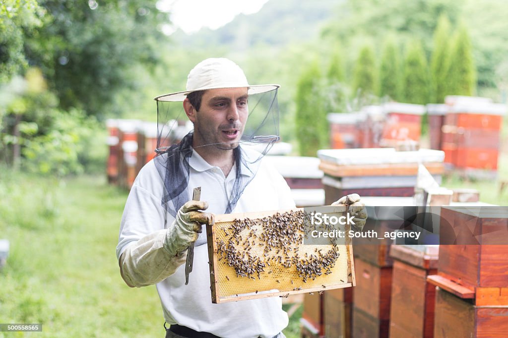 Пчеловод Проверка улей - Стоковые фото Биология роялти-фри