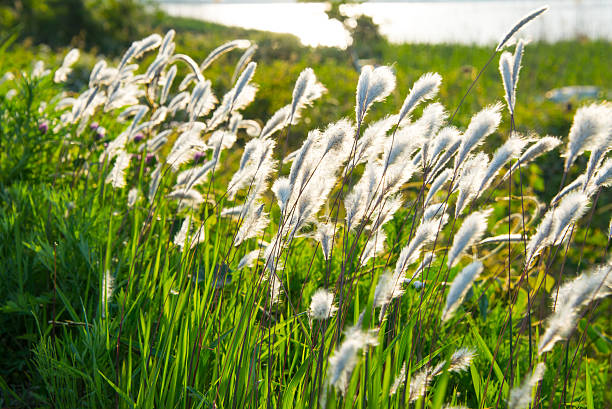 istock Ears of Wheat Against the Sunlight 500558689