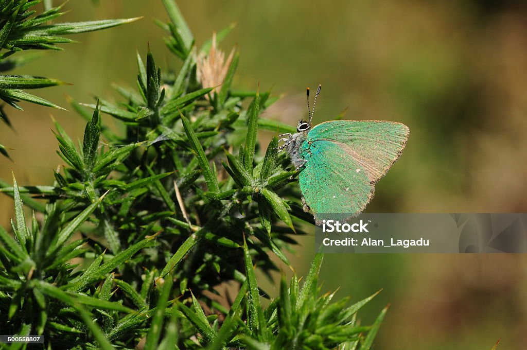 Verde Lycaenidae, U. K. - Foto de stock de Animal royalty-free