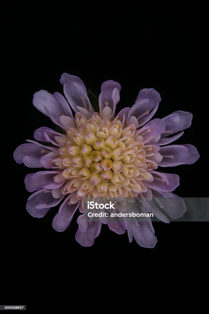 knautia  Knautia arvensi from swedens Flower Stock Photo