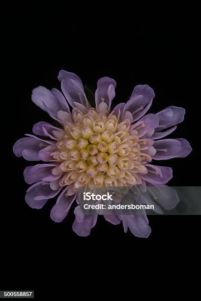 Knautia Stock Photo - Download Image Now - Flower, Beauty, Beauty In Nature