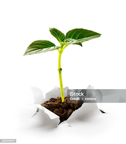 New Life Stock Photo - Download Image Now - Growth, Seedling, Plant