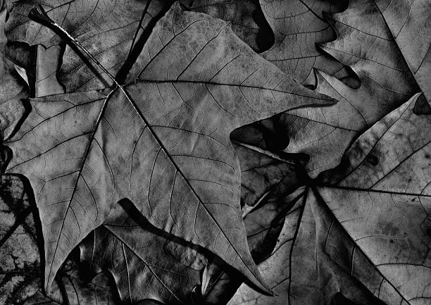 istock Black Dry Maple Leaf Isolated on Autumn Foliage Background 500564816