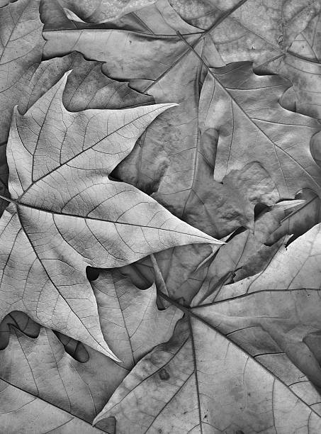 istock Dry Gray Maple Leaf on Autumn Foliage Background 500565116