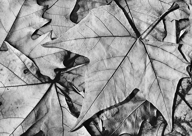 grigio dry foglia di acero in autunno foglie isolato - maple leaf close up symbol autumn foto e immagini stock