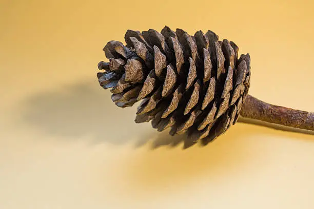 big brown pinecone at the beige background