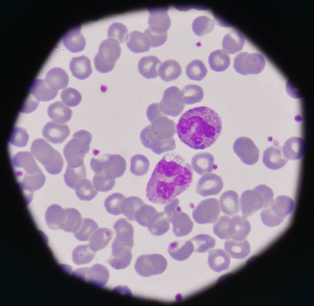 istock blood smear medical background. 500567052