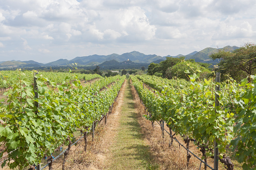 Rows of grape trees before harvesting in the Hua Hin vineyard, Thailand