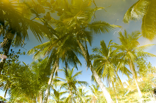 Palm trees of playa bonita at Las Terrenas in Dominican Republic