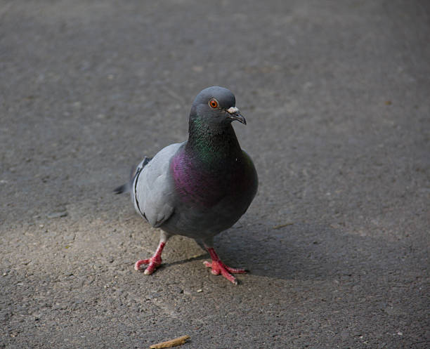 istock urban rock pigeon on asphalt 500569200