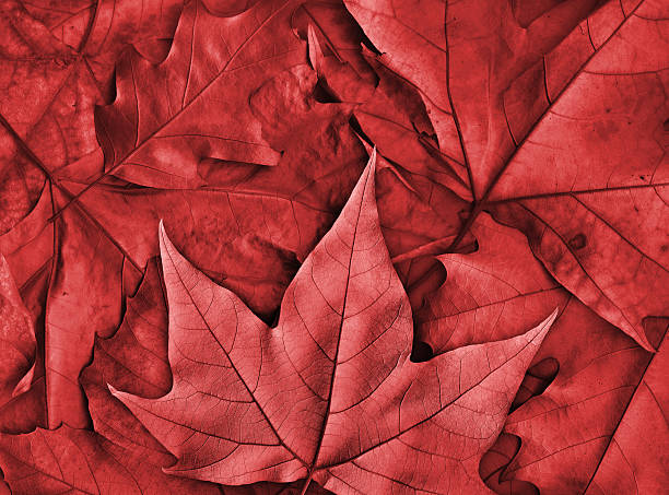 rosso secco foglia di acero in autunno foglia - maple leaf close up symbol autumn foto e immagini stock