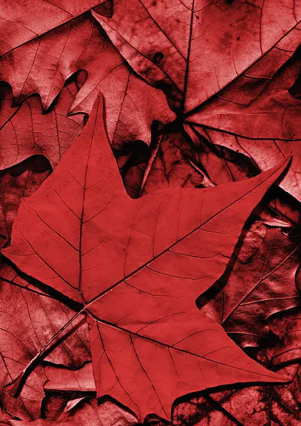 Photo of Dry Red Maple Leaf on Autumn Foliage Backdrop
