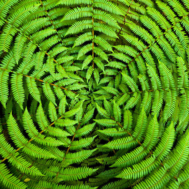 nowa zelandia fern tle - fern new zealand macro frond zdjęcia i obrazy z banku zdjęć