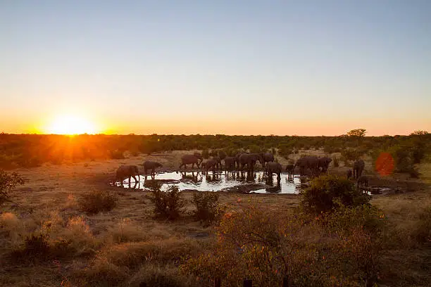 Photo of Elephants By The Waterhole At Sunset