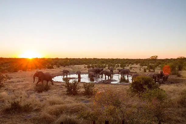 Elephants drinking water from a waterhole in Namibian savannah at sunset. Namibia, Africa.