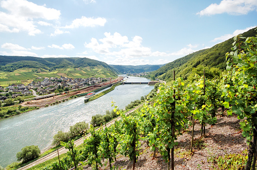 Mosel River vineyard with villages Fankel. (Germany) with water way lock in background.