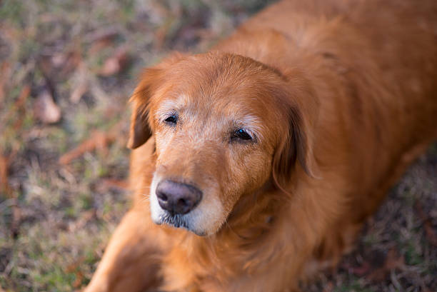istock Golden Retriever 16 500574322