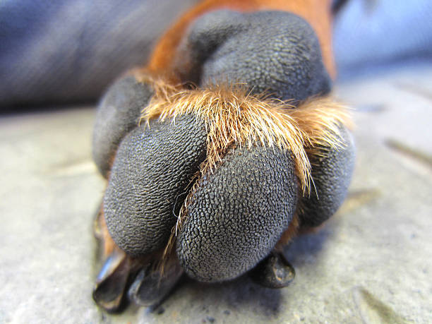 istock Brown Dachshund Dog Paw 500575039
