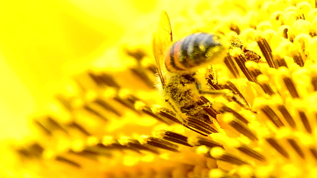 Close up of bee on sunflower