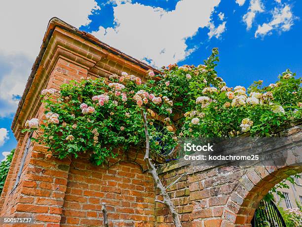 Gardens Stock Photo - Download Image Now - August, Botanical Garden, Botany