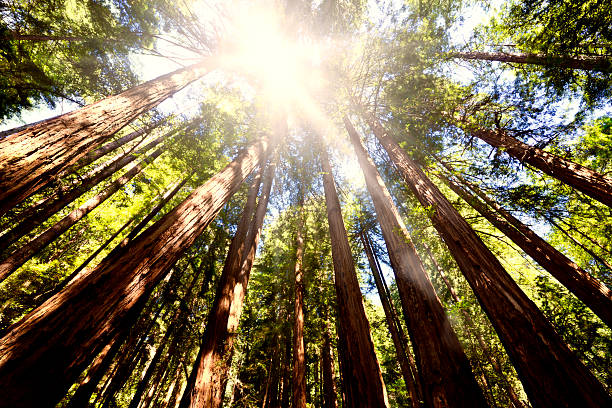 istock Sequoia Forest, Redwood National Park 500576675