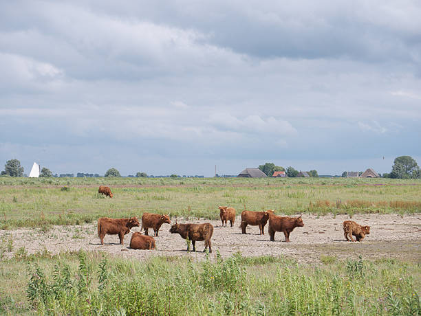 Highland Cattle (Scottish Highlander) (Tiengemeten, the Netherlands) Highland cattle are a Scottish breed of cattle with long horns and long wavy coats which are coloured black, red or yellow (source Wikipedia).  tiengemeten stock pictures, royalty-free photos & images
