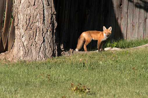 The Red Squirrel or Eurasian Red Squirrel (Sciurus vulgaris).