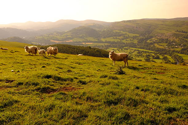 ovelha acima de llangollen - llangollen imagens e fotografias de stock