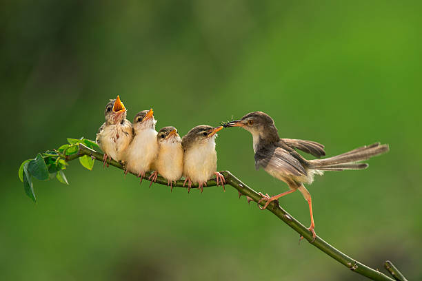 Bar-winged Prinia ( Cisticolidae )2 D700 , Nikon young animal stock pictures, royalty-free photos & images