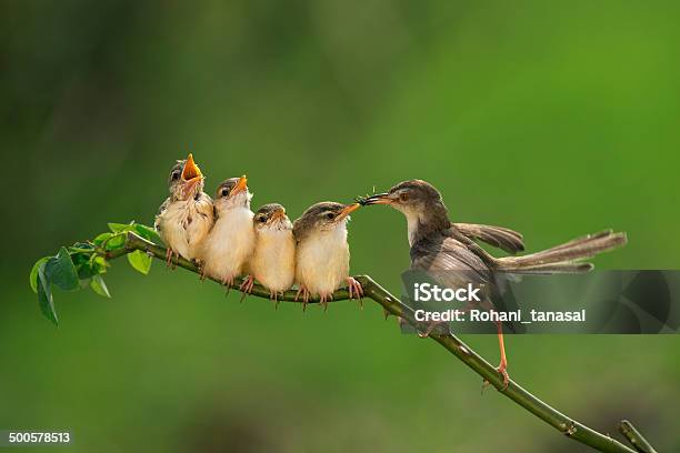 Barwinged Prinia 2 Stock Photo - Download Image Now - Feeding, Bird, Young Bird