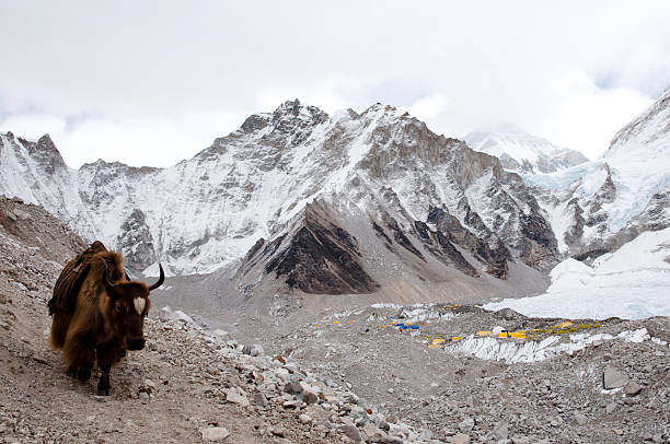 istock Yak at Everest Base Camp - Nepal 500579899
